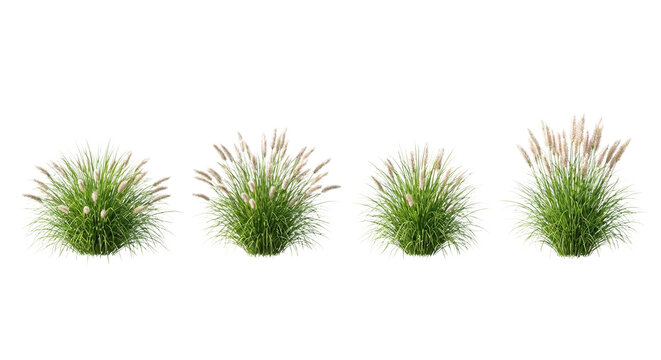 Collection of 4 Pennisetum alopecuroides (Fountain Grass) clumps isolated on white, showing fountain-like habit and bottlebrush flower spikes for garden visualization.