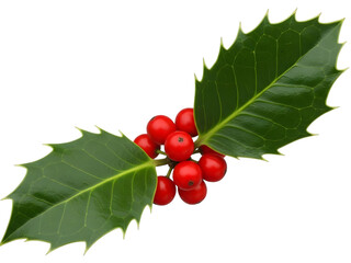 Vibrant Holly Sprig with Red Berries - A Symbol of the Holiday Season and Nature's Beauty