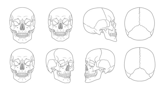 Human Skull Anatomy Study: Multiple Views - Front, Side, Top