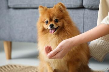 Woman feeding cute Pomeranian dog at home