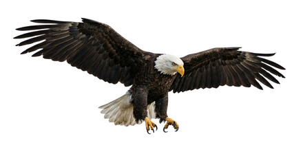 Obraz premium Magnificent eagle captured mid-flight, showcasing its impressive wingspan and powerful presence against a clean, isolated background, symbolizing freedom and strength