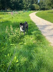 dog in the park