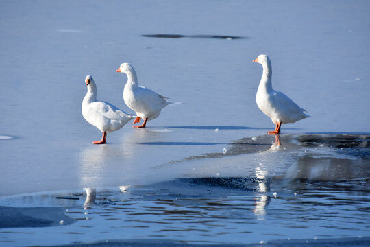 trois oies blanches sur un lac gel&eacute;, france 