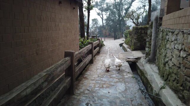 Following two geese walking through narrow streets of small village in Yunnan province, China
