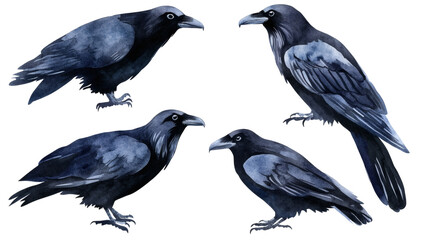 Fototapeta premium Watercolor illustration of a raven in profile on transparent background, detailed purple-black plumage and realistic beak and feet, elegant artistic bird painting