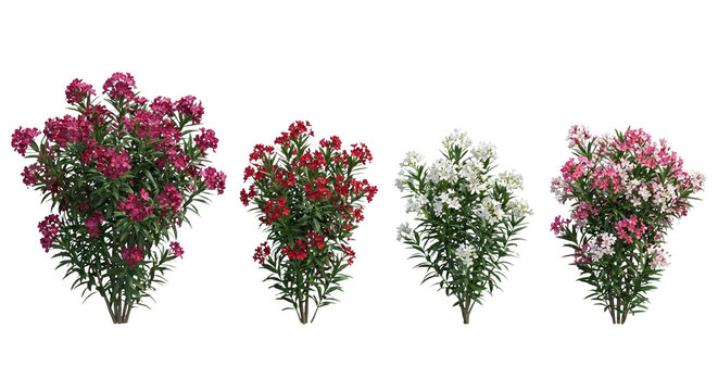 Collection of 4 Nerium oleander (Oleander) shrubs isolated on white, showing upright habit, lanceolate leaves, and vibrant pink and red flowers for landscape visualization.