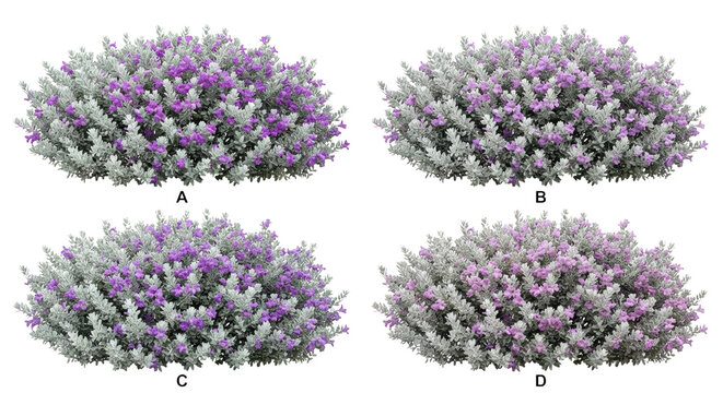 Set of 4 Leucophyllum frutescens (Texas Ranger) shrubs isolated on white background, photorealistic collection showing unique silvery-grey foliage and purple flowers.