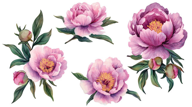 Watercolor pink peony flowers and green leaves isolated on transparent background, arranged as cutout botanical elements.