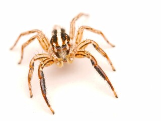 A male Grey Wall Jumping Spider with striking black and white stripes and large eyes on a white background at Hua Hin Thailand