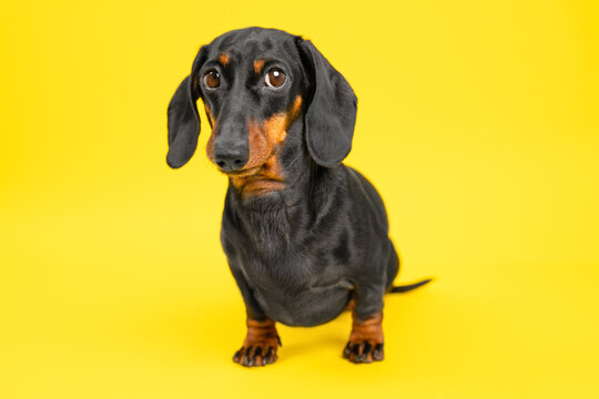 Dachshund on yellow background standing alert