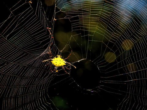 A Hasselt's Spiny Spider with a bright yellow at Kaeng Krachan NP. Thailand