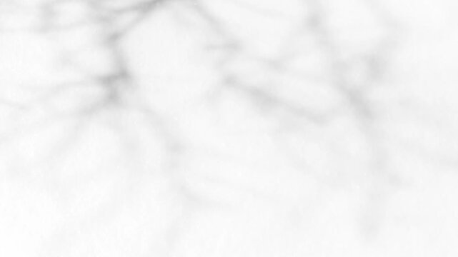 The shadow of a tree sways on a white background