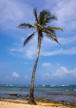 Panama, San Blas Islands, Mamitupu, White Sand Beach And Beautiful Palm Tree