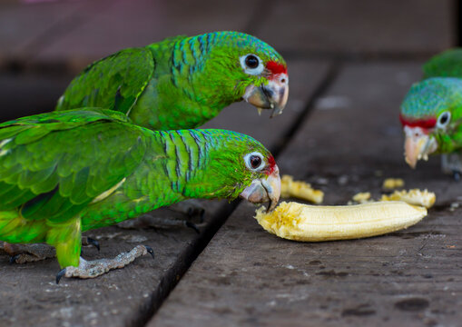 Panama, Darien Province, Puerta Lara, Green Parrots Eating Banana In Wounaan Tribe