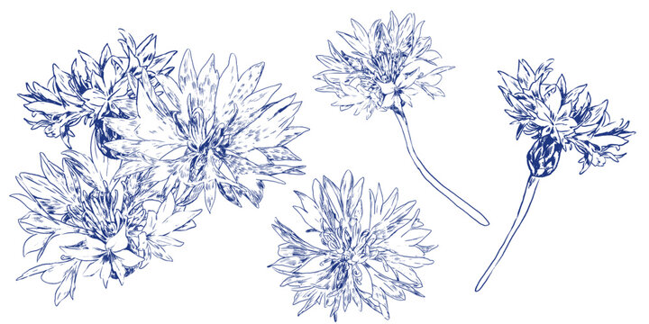 Floral outline set with blue cornflower flowers. Monochrome seasonal botanical contour stickers for design herbal tea, natural cosmetic, medicine, branding and home decor.