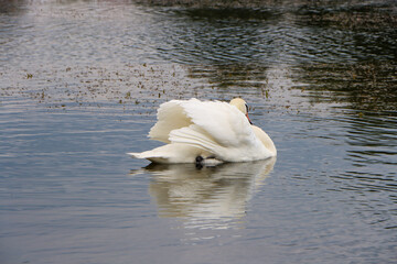 Queen of the lake - mute swan (Cygnus olor)