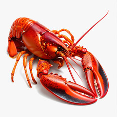 Cooked Red Lobster with Claws, Seafood, Studio Shot