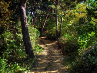 한국 숲 공원 산책 길