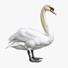 White Swan Standing Profile, Elegant Neck and Feathers on White Background