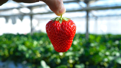 ビニールハウスでイチゴ狩りを楽しむ様子 摘みたての新鮮な赤いイチゴ 4K 実写素材