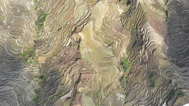 High angle drone shot of colorful rice paddy fields, spectacular historic irrigation systems in mountains Southern China