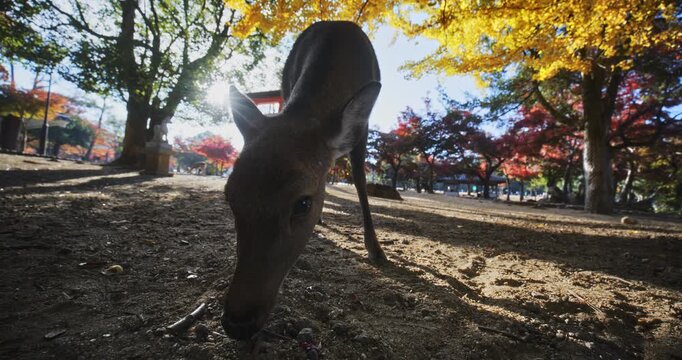 Closeup silhouette of deer being fed in Japanese autumn park