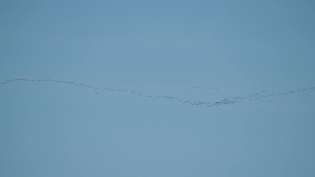 Flock of adult common cranes flying over Alberca de Albor&eacute; wetland with natural landscape and open sky.