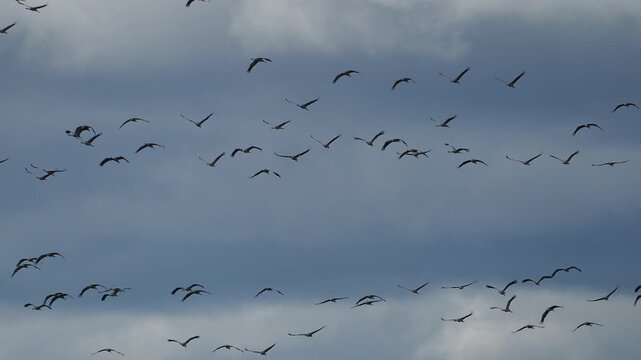 Flock of adult common cranes flying over Alberca de Albor&eacute; wetland with natural landscape and open sky.