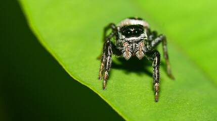 Tropical Spider, Tropical Rainforest, Napo River Basin, Amazonia, Ecuador, America