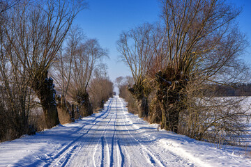 Zimowy pejzaż z wierzbami, Podlasie, Polska