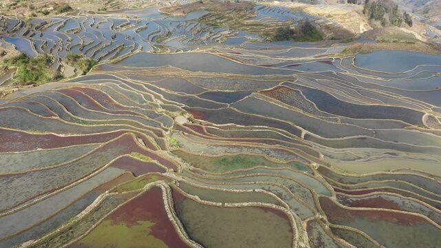 Dynamic drone shot ascending over spectacular colorful terraced rice fields in rural China