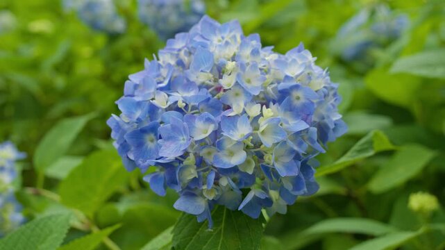 Blue Hydrangea (Hydrangea macrophylla) flower head in full bloom with green leaves background. Slow motion nature clip for rainy season.