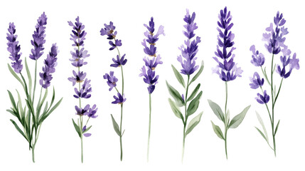 Fototapeta premium Watercolor lavender stems in varying arrangements against white background, delicate purple blooms and green leaves, botanical illustration set