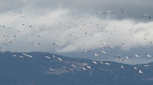 Flock of adult common cranes flying over Alberca de Albor&eacute; wetland with natural landscape and open sky.