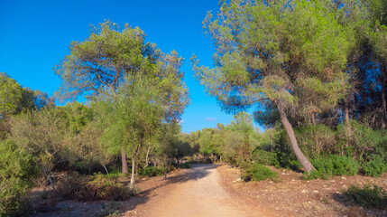 Finca P&uacute;blica de Son Real, Natura 2000, Pen&iacute;nsula de Llevant Natural Park, Mallorca, Balearic Islands, Spain, Europe