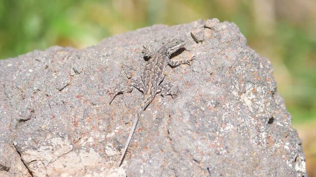 A small desert lizard lays camouflaged on a bolder in the forest on a bright and warm sunny day.