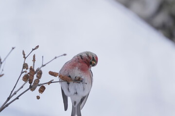 枝に止まるベニヒワ