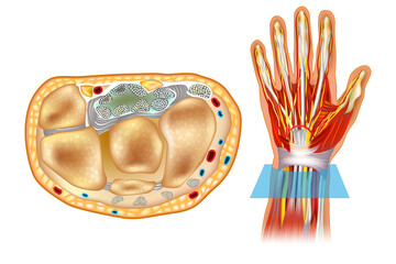 Fototapeta premium Medical illustration of the human hand and wrist anatomy. Cross section of the wrist with carpal bones, flexor tendons, blood vessels, and the median nerve within the carpal tunnel. 