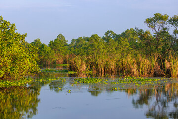 Fototapeta premium Mangrove Wetland Landscape in Kalametiya Reserve, Sri Lanka