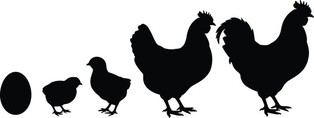 Fototapeta premium Silhouette illustration of chicken life cycle progression showing egg, chick, hen, and rooster stages for biology, farming, education, agriculture, and artistic design