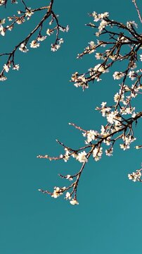 Cherry Blossom on Dark Turquoise Background