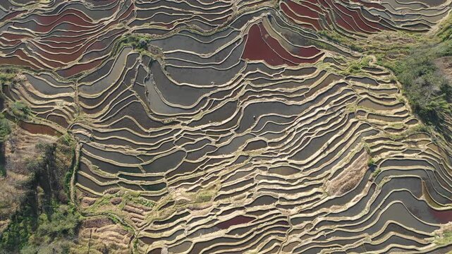 Overhead drone shot of abstract patterns of differently colored terraced rice fields in rural China