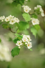 A flowering hawthorn branch with small white flowers against a blurred green background. A beautiful spring floral backdrop. Selective focus, vertical