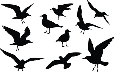 Fototapeta premium Black seagull silhouette collection featuring gull bird icons in flight soaring and standing poses for coastal nature designs beach wildlife and nautical vector illustrations