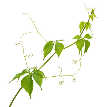 Vibrant green plant with curly vines and leaves growing naturally