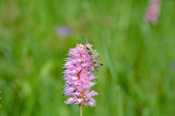 A longhorn beetle sits on a pink flower in a green natural setting