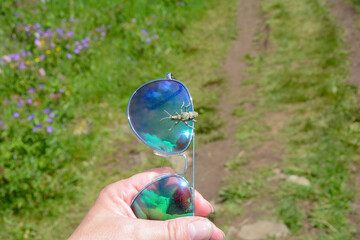 A human hand holds sunglasses on which a longhorn beetle is sitting
