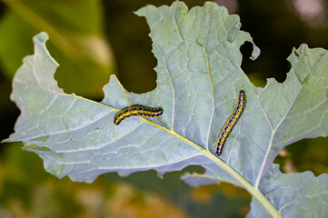 Butterfly caterpillar on a leaf