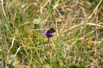 Checkered butterfly on a flower