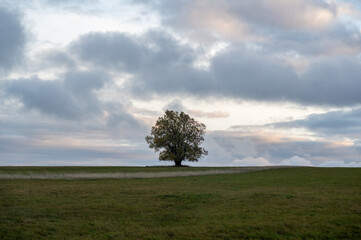 Tree in nature with horizon and sky